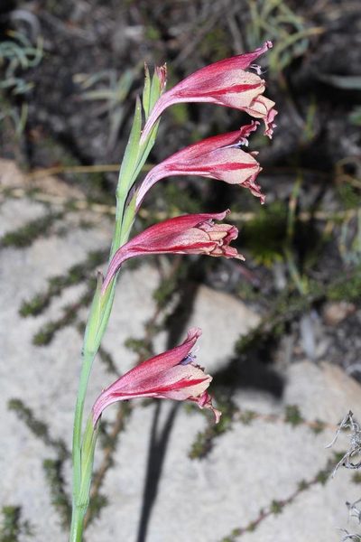 Gladiolus guthriei, photographed by Brian du Preez