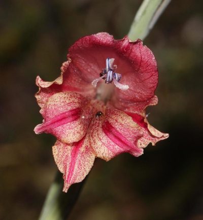 Gladiolus guthriei, photographed by Brian du Preez