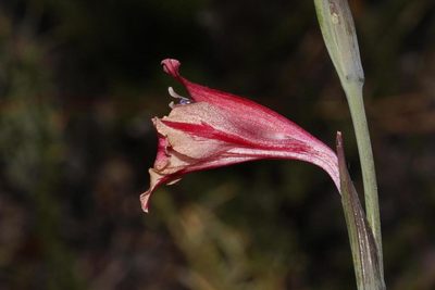 Gladiolus guthriei, photographed by Brian du Preez