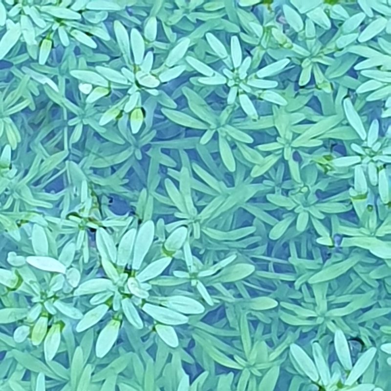 Callitriche cophocarpa, photographed by Cilla Moerman