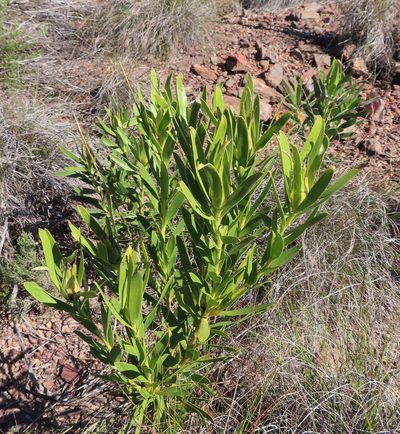 Leucadendron cryptocephalum, photographed by linkie
