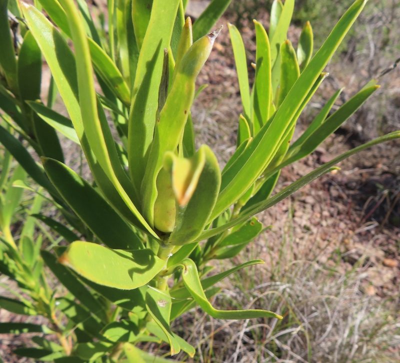 Leucadendron cryptocephalum, photographed by linkie