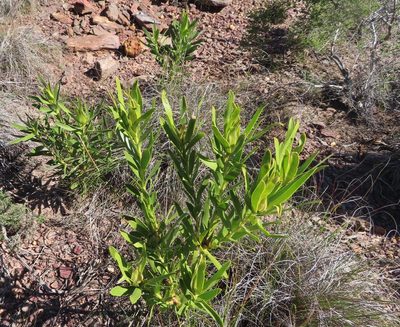 Leucadendron cryptocephalum, photographed by linkie