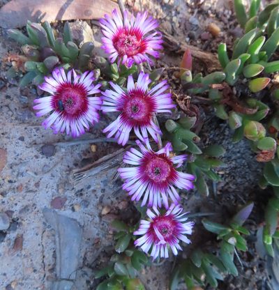 Acrodon parvifolius, photographed by linkie