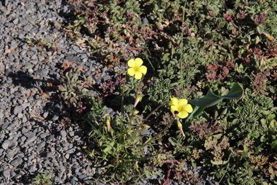 Oxalis callosa, photographed by Tony Rebelo