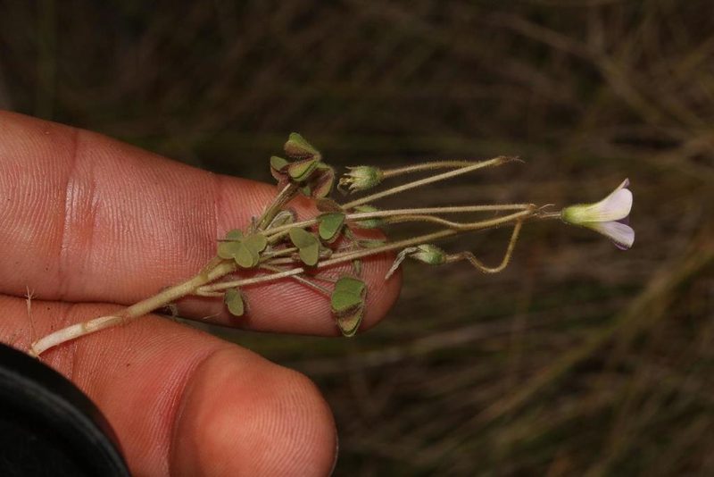 Oxalis orthopoda, photographed by Brian du Preez