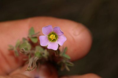 Oxalis orthopoda, photographed by Brian du Preez