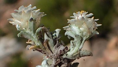 Helichrysum altigenum, photographed by Nicola van Berkel
