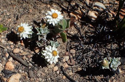 Helichrysum altigenum, photographed by Nicola van Berkel