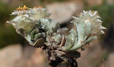 Helichrysum altigenum, photographed by Nicola van Berkel
