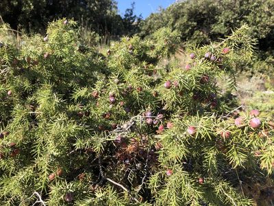 Juniperus deltoides, photographed by Pavel Kacl