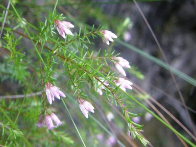 Erica leucantha, photographed by Klaus Wehrlin