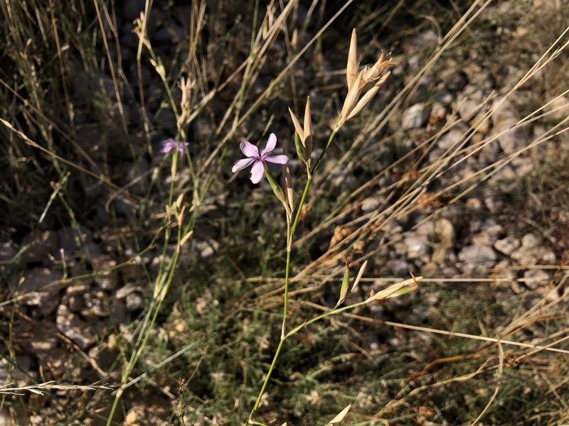Dianthus ciliatus, photographed by Pavel Kacl