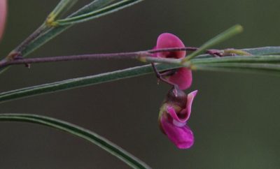 Vigna vexillata, photographed by Tony Rebelo