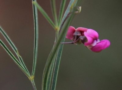 Vigna vexillata, photographed by Tony Rebelo