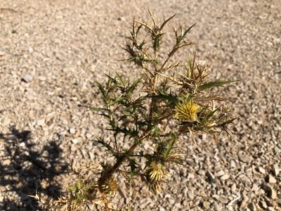 Carthamus lanatus, photographed by Pavel Kacl