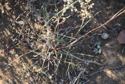 Eragrostis obtusa, photographed by Tony Rebelo