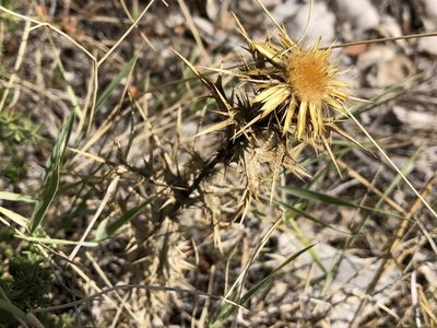 Carlina corymbosa, photographed by Pavel Kacl