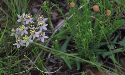 Asclepias depressa, photographed by Tony Rebelo