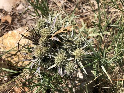 Eryngium amethystinum, photographed by Pavel Kacl