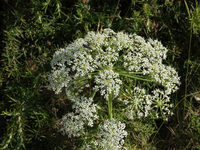 Laserpitium gallicum, photographed by Yves Bas