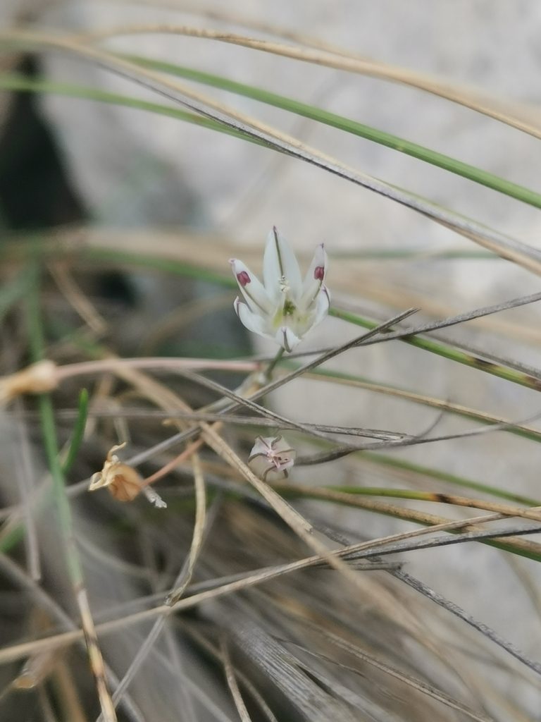 Allium moschatum, photographed by Roland Godon