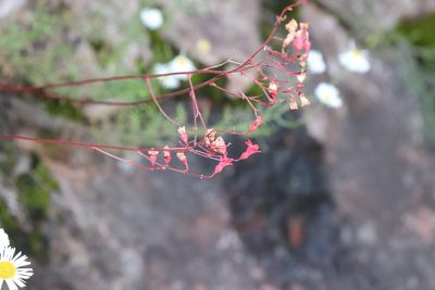 Heuchera sanguinea, photographed by alejandrozab