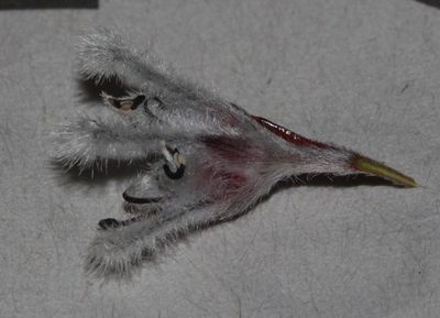 Spatalla propinqua, photographed by Brian du Preez