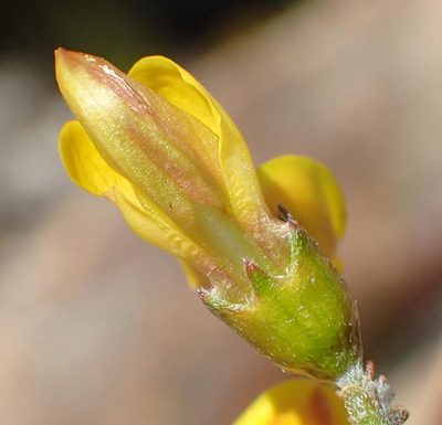 Wiborgiella mucronata, photographed by Nicola van Berkel