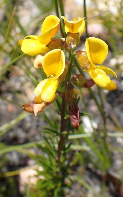 Wiborgiella mucronata, photographed by Nicola van Berkel