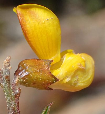 Wiborgiella mucronata, photographed by Nicola van Berkel