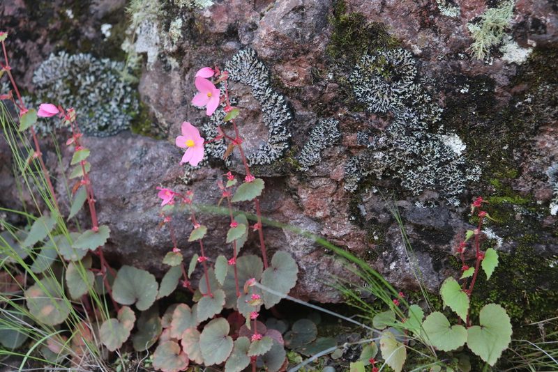 Begonia gracilis, photographed by alejandrozab