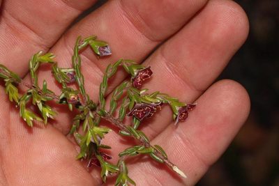 Lachnaea pudens, photographed by Brian du Preez