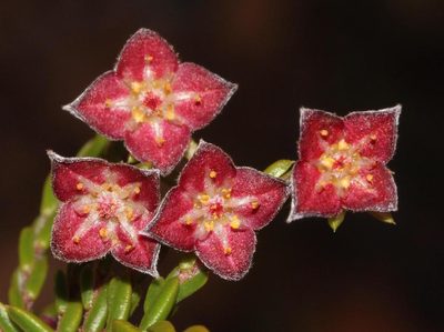 Lachnaea pudens, photographed by Brian du Preez