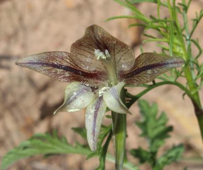 Gladiolus hyalinus, photographed by Brian du Preez