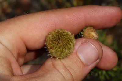 Phylica calcarata, photographed by Brian du Preez
