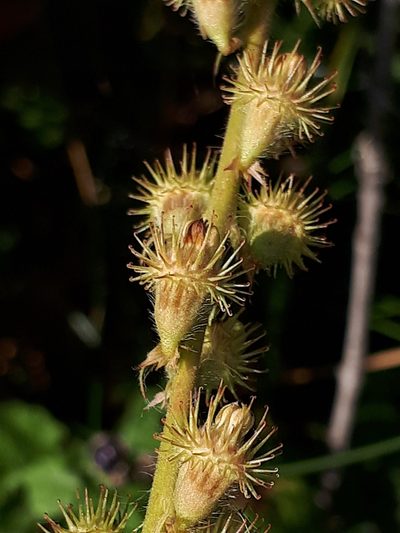Agrimonia procera, photographed by Markus Krieger