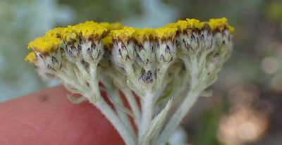 Helichrysum dasyanthum, photographed by Nicola van Berkel