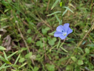 Linum usitatissimum, photographed by joshuadaly