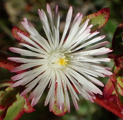 Mesembryanthemum aitonis, photographed by Nicola van Berkel