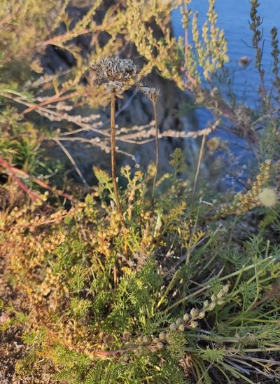 Ferulopsis hystrix, photographed by Юлия