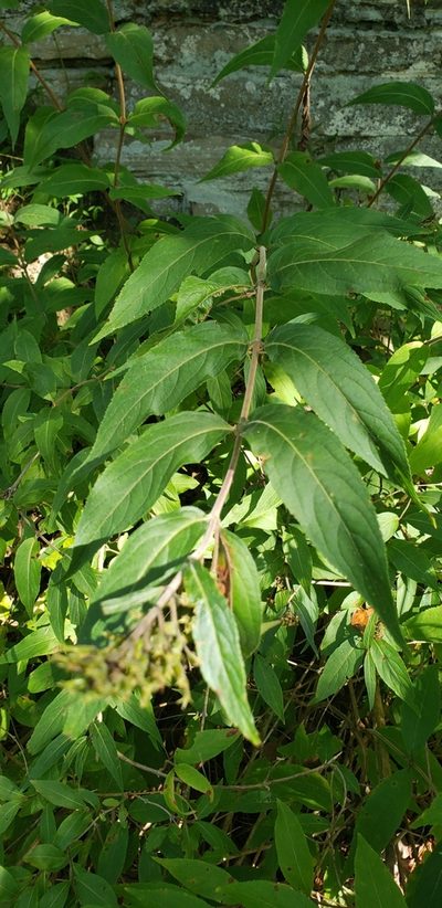 Diervilla rivularis, photographed by Stephan Eselgroth