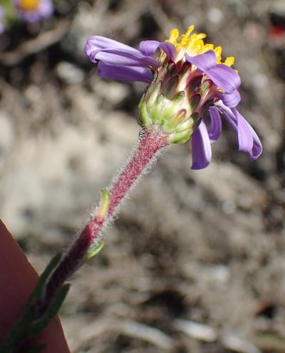 Felicia canaliculata, photographed by Nicola van Berkel