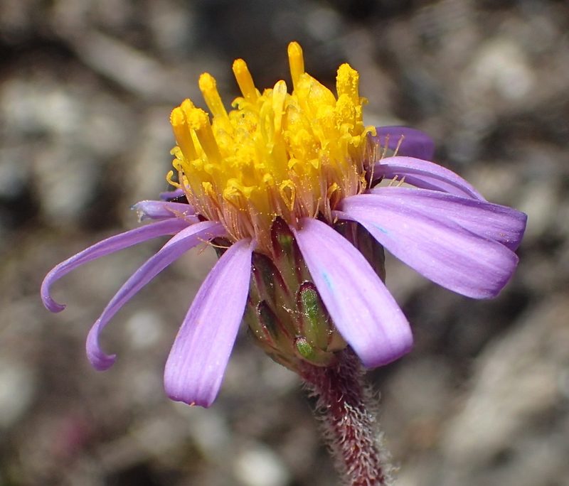 Felicia canaliculata, photographed by Nicola van Berkel