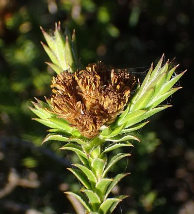Oedera steyniae, photographed by Nicola van Berkel