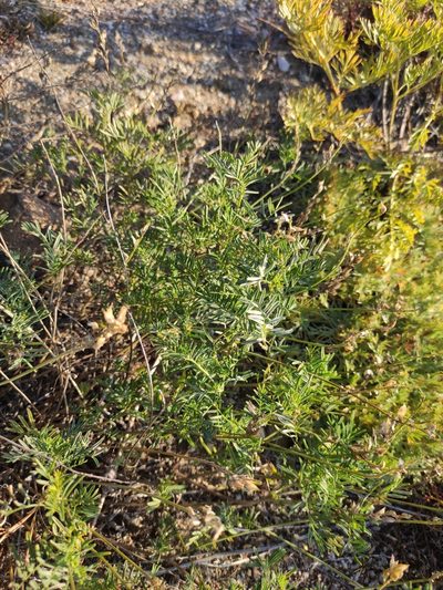 Astragalus versicolor, photographed by Юлия