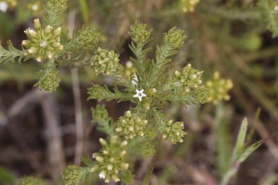 Thesium pubescens, photographed by Karen Eichholz