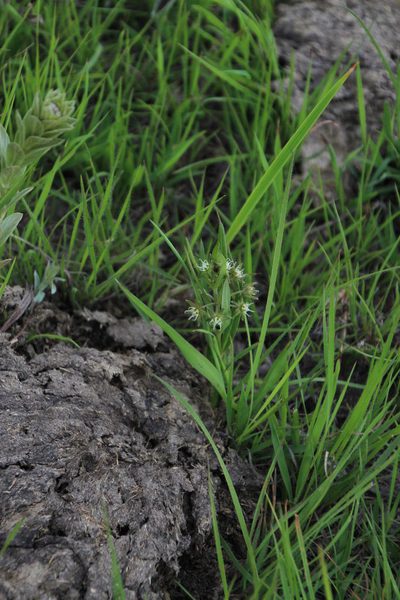 Aspidoglossum dissimile, photographed by Tony Rebelo