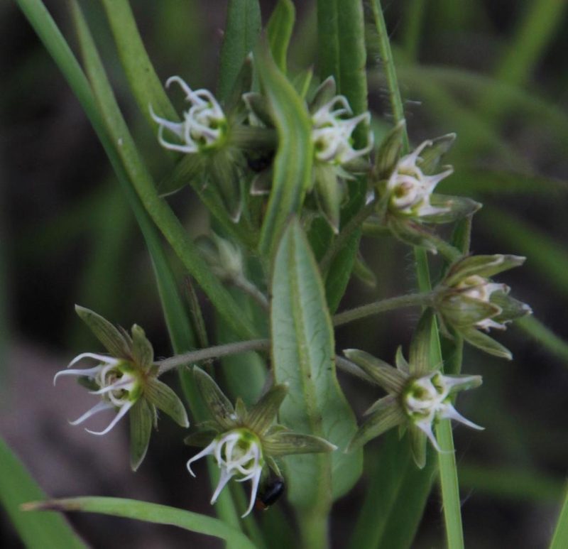 Aspidoglossum dissimile, photographed by Tony Rebelo
