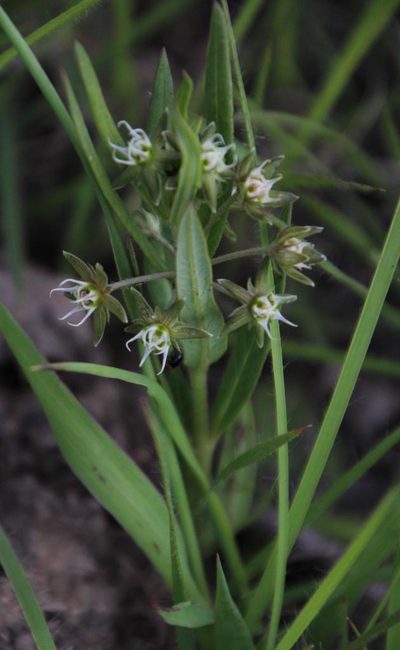 Aspidoglossum dissimile, photographed by Tony Rebelo